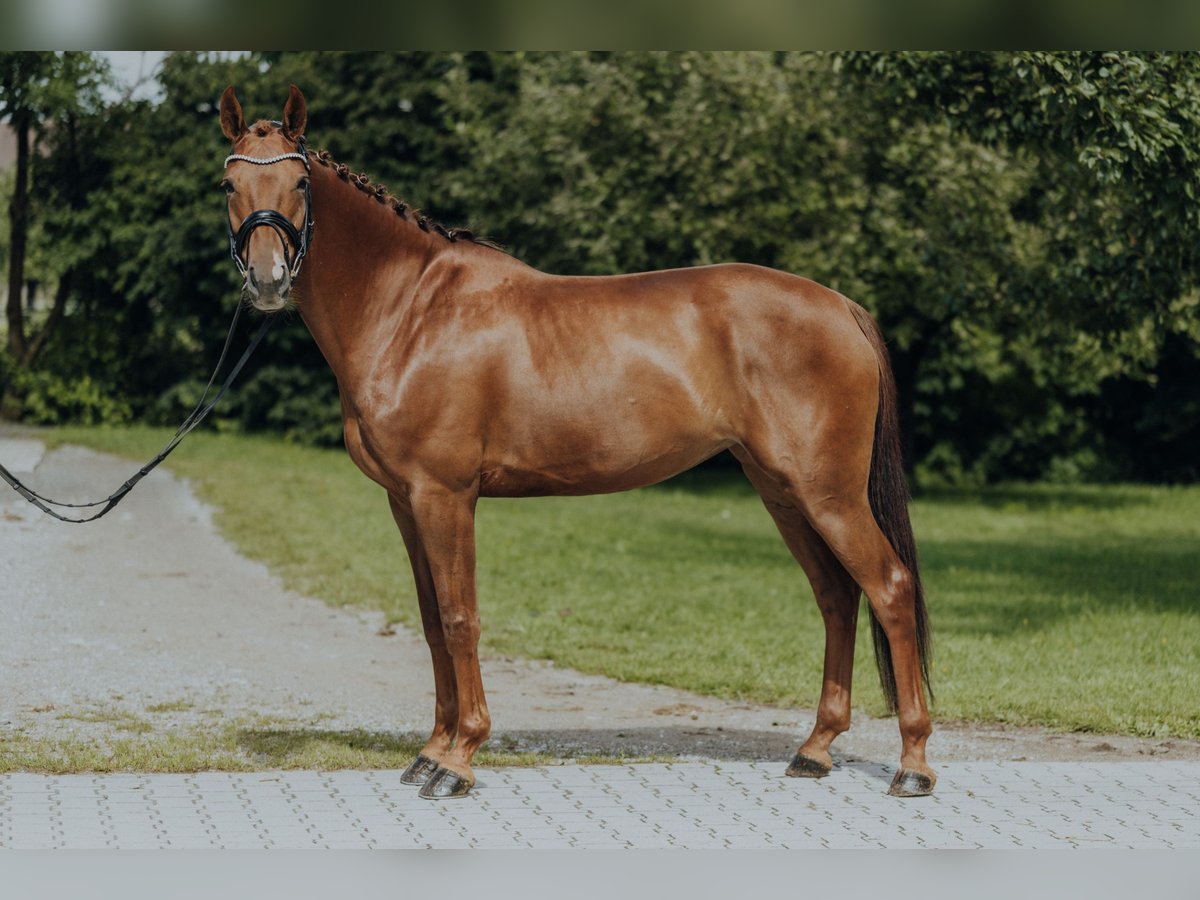 Danish Warmblood Mare 6 years 16,2 hh Chestnut-Red in HolzkirchenHolzkirchen