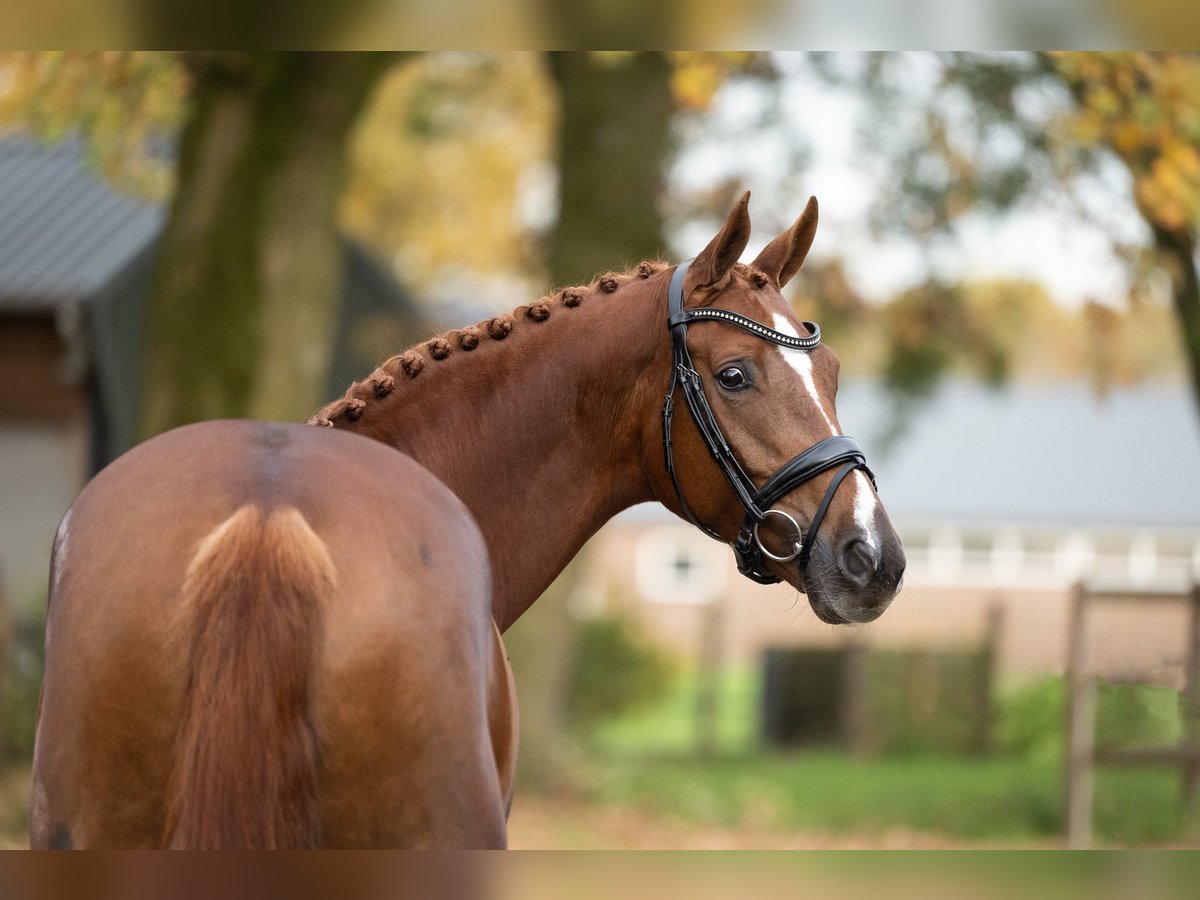 Danish Warmblood Mare 6 years 16,2 hh Chestnut in Lunteren