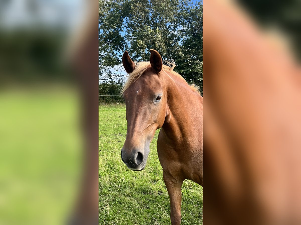 Danish Warmblood Mix Mare 8 years 15 hh Chestnut-Red in HandewittHandewitt