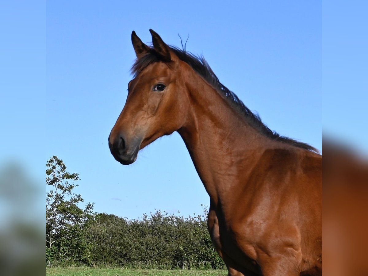 Danish Warmblood Mare Foal (02/2025) Brown in Bredebro Danish Warmblood Mare Foal (02/2025) Brown in Bredebro