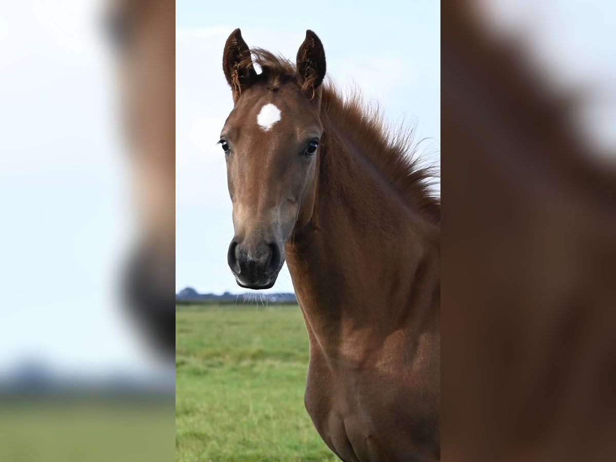 Danish Warmblood Mare Foal (05/2025) Chestnut in Bredebro Danish Warmblood Mare Foal (05/2025) Chestnut in Bredebro
