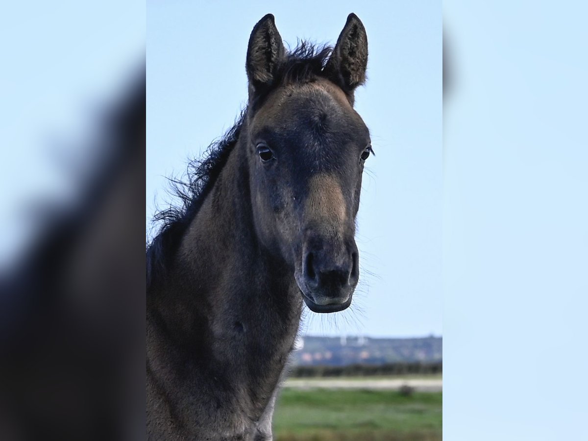 Danish Warmblood Mare Foal (06/2025) Grey in Bredebro Danish Warmblood Mare Foal (06/2025) Grey in Bredebro
