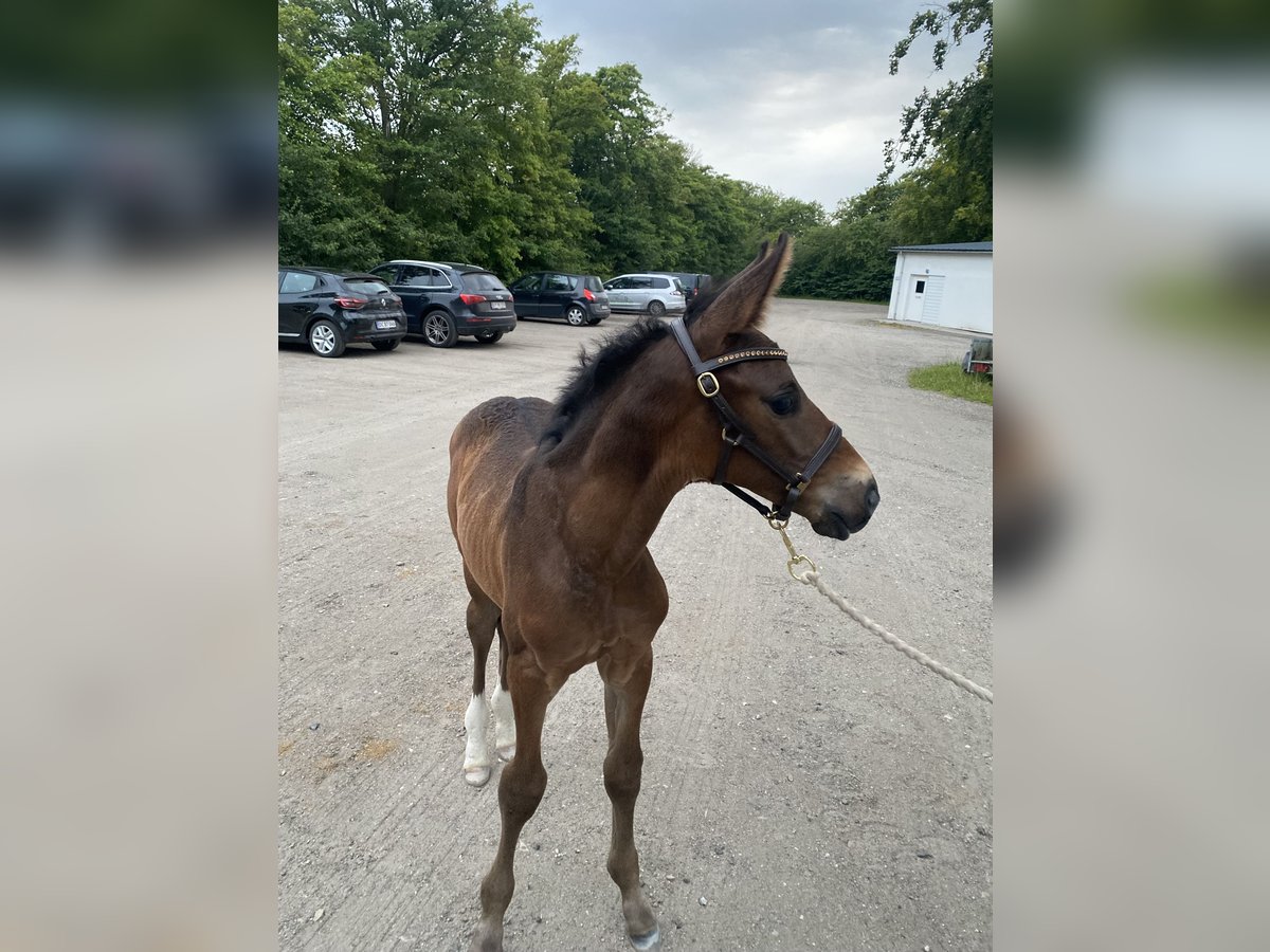 Danish Warmblood Stallion 1 year 16,2 hh Bay-Dark in Tjele