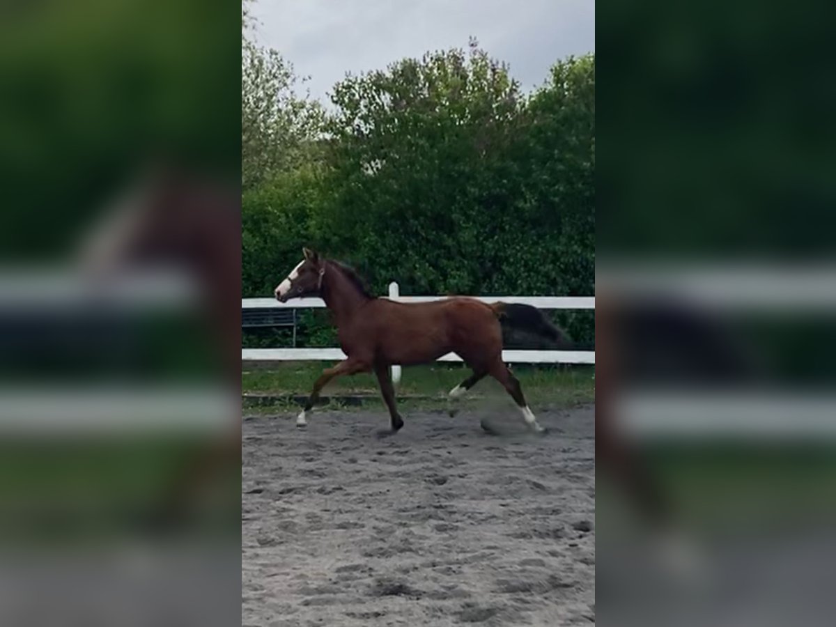 Danish Warmblood Stallion 1 year 16,2 hh Bay in Jystrup Midtsj