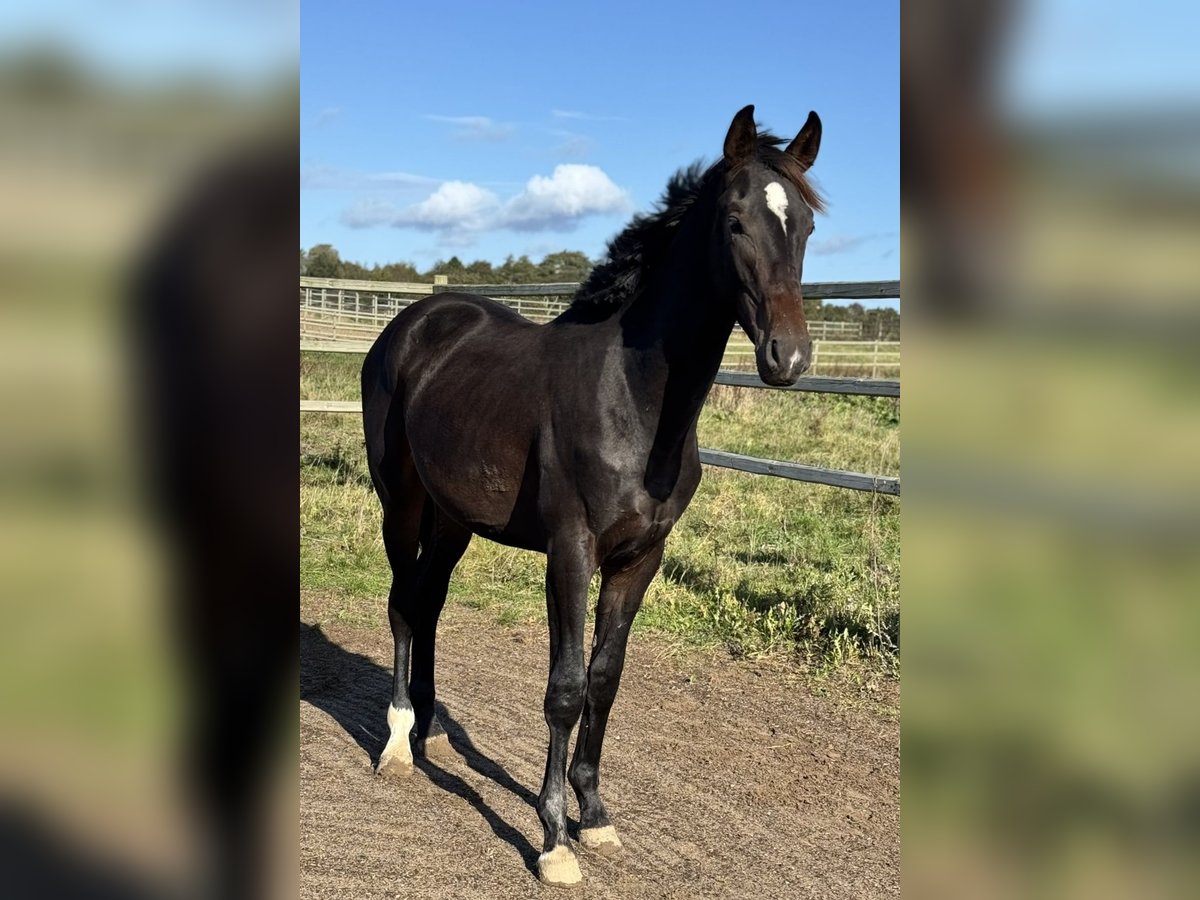 Danish Warmblood Stallion 1 year 17 hh in Assens