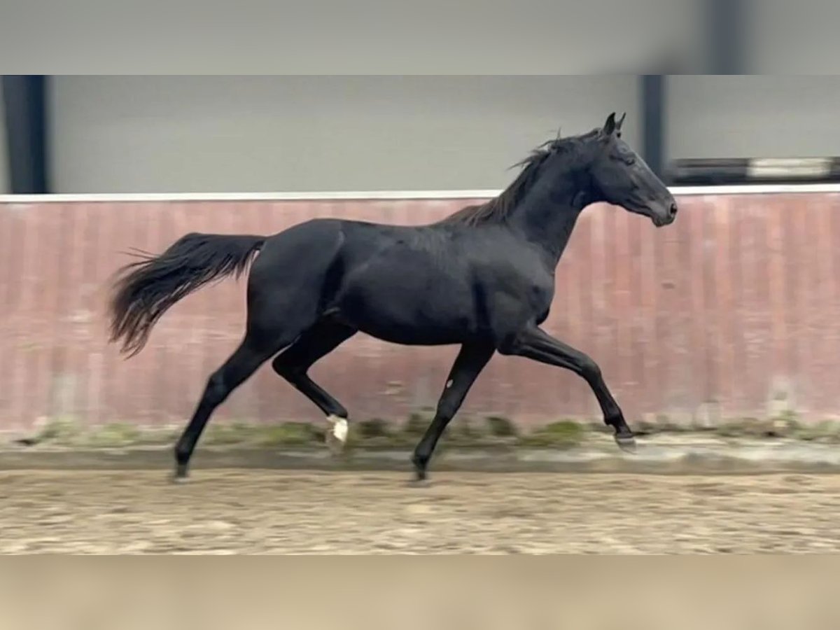 Danish Warmblood Stallion 2 years 16,2 hh Bay-Dark in Holsted