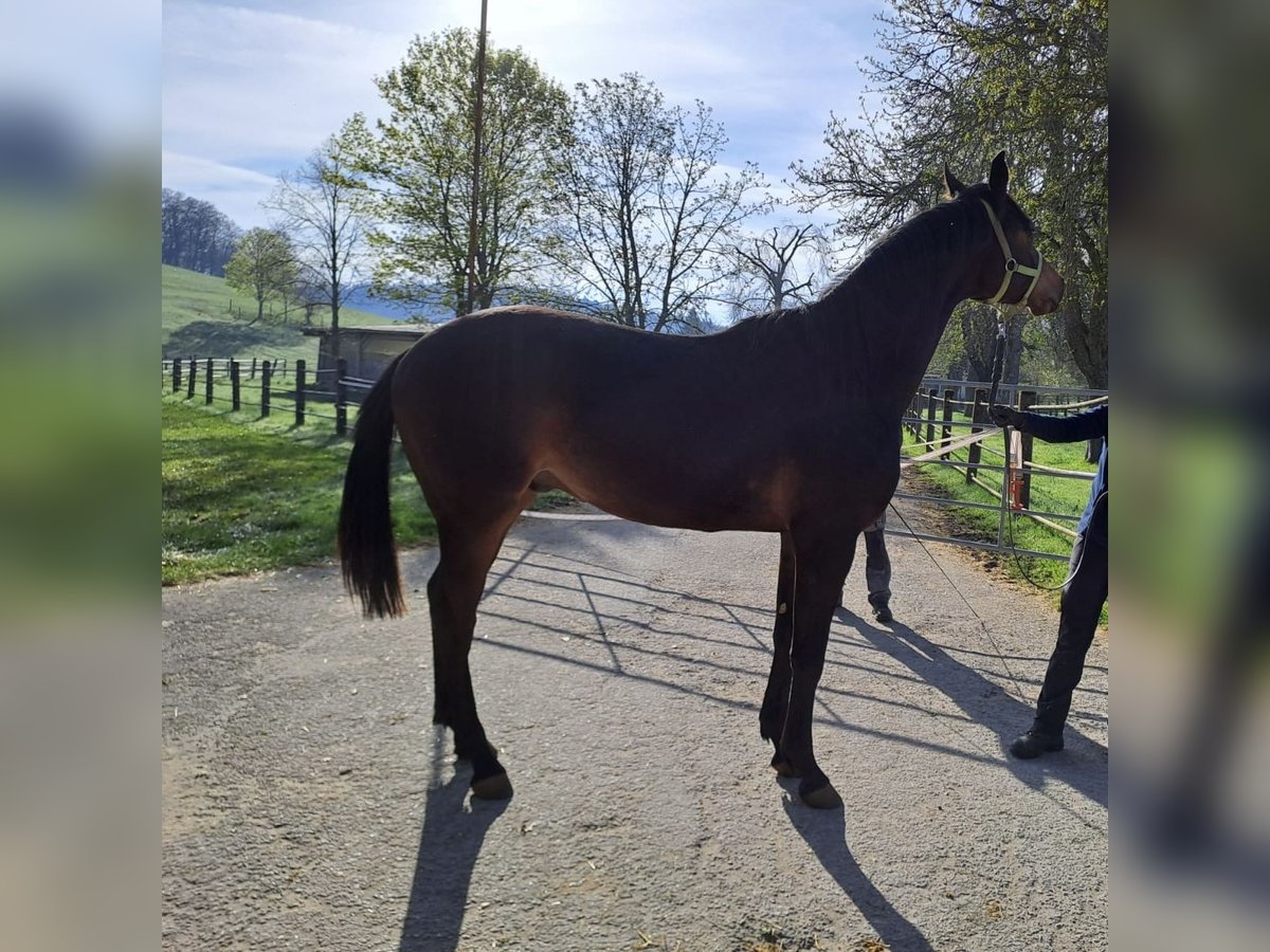 Danish Warmblood Stallion 2 years Brown in Gomadingen