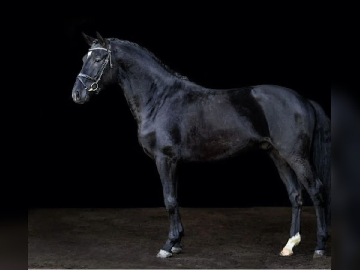 Danish Warmblood Stallion 4 years 16,1 hh Black in Süderlügum