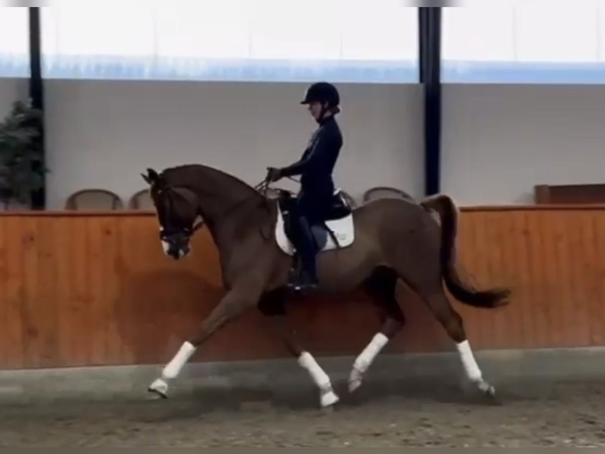 Danish Warmblood Stallion 6 years 17 hh Chestnut in Middelfart