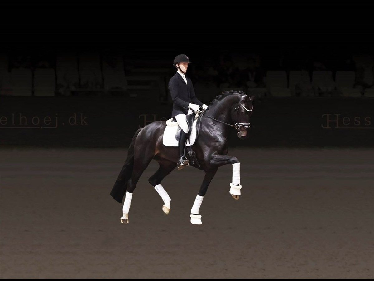 Danish Warmblood Stallion in Asperup