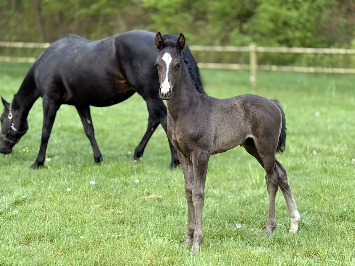 Danish Warmblood Stallion  16,2 hh Black in Randers C