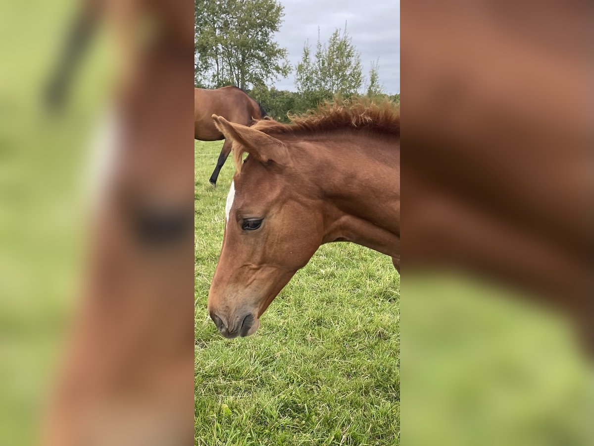 Danish Warmblood Stallion Foal (05/2024) 16,3 hh Chestnut-Red in Aabenraa