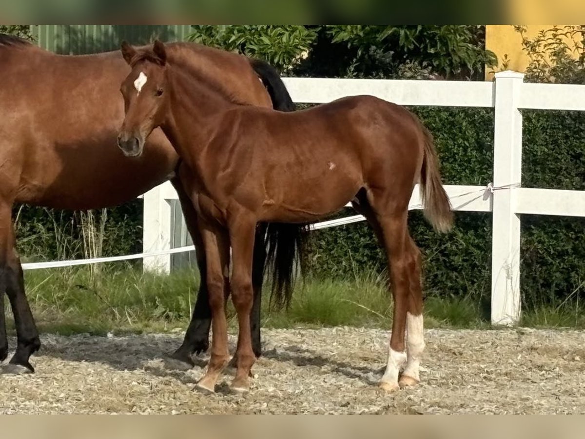 Danish Warmblood Stallion Foal (05/2024) 16,3 hh Chestnut-Red in Aabenraa