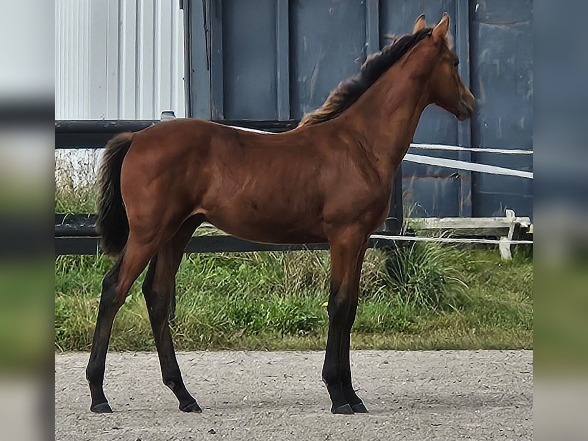 Danish Warmblood Stallion Foal (04/2025) 16,1 hh Brown in Borup