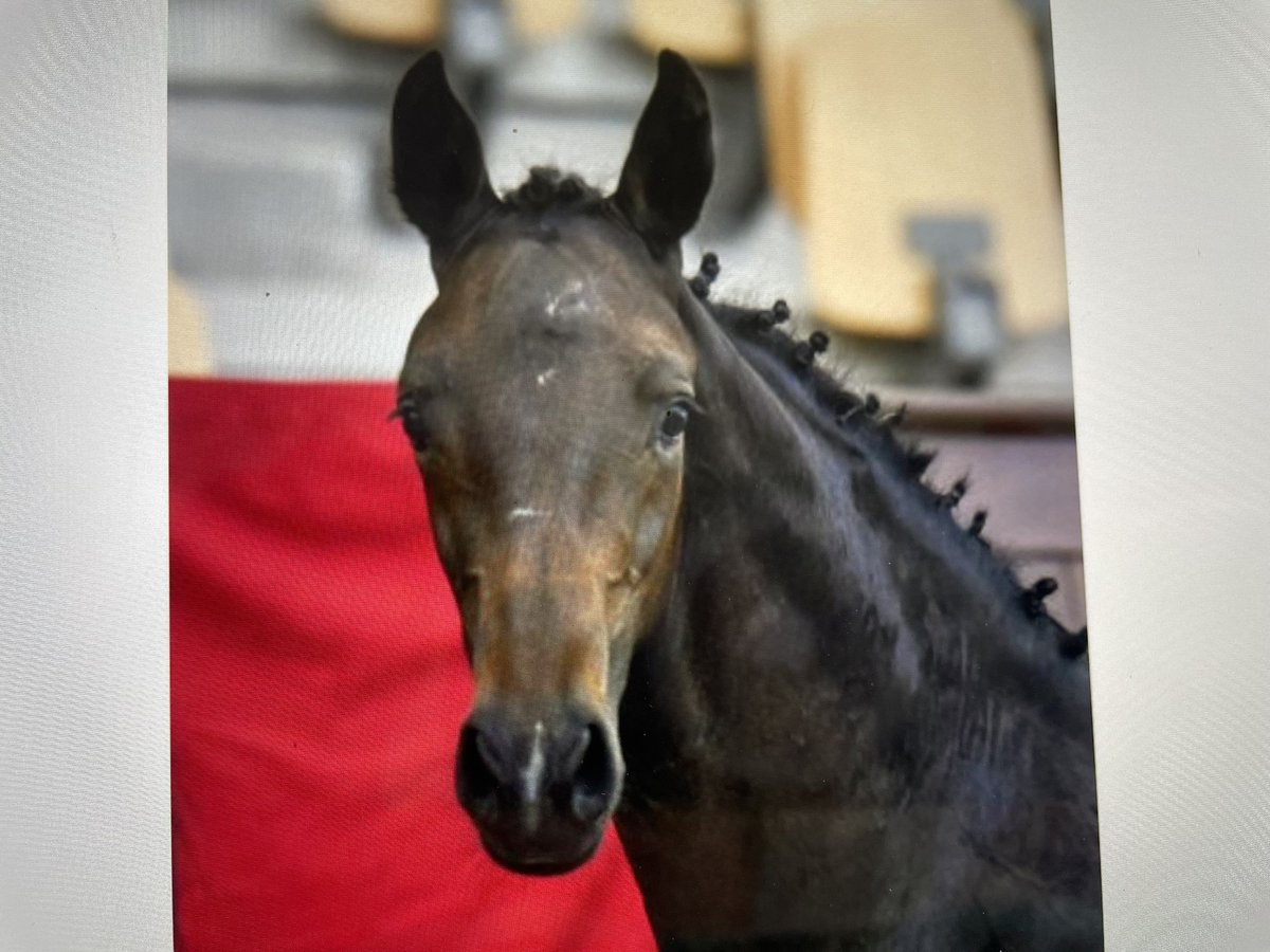 Danish Warmblood Stallion Foal (04/2025) 16,2 hh Bay-Dark in Aabenraa