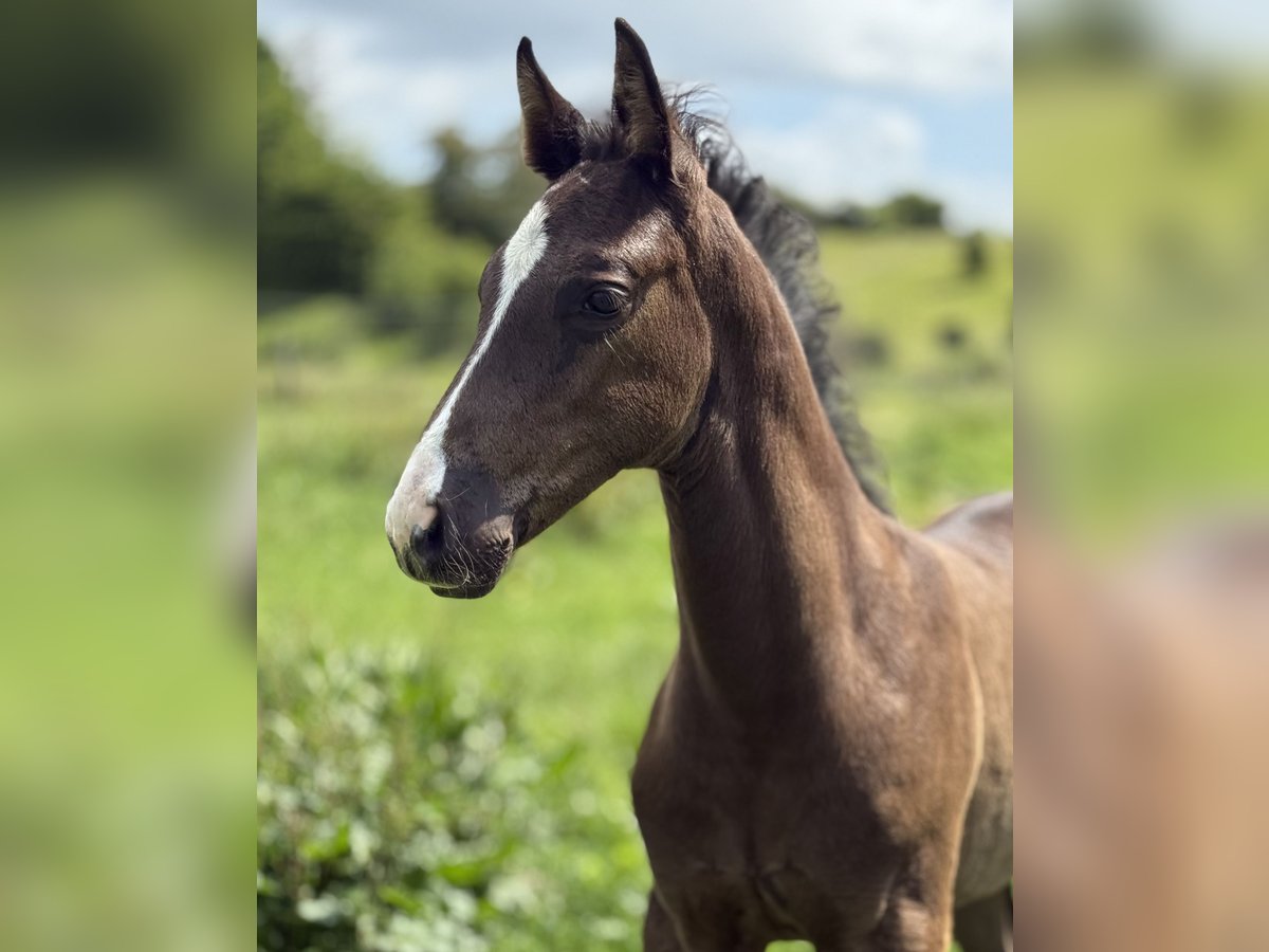 Danish Warmblood Stallion  16,2 hh Black in Randers C