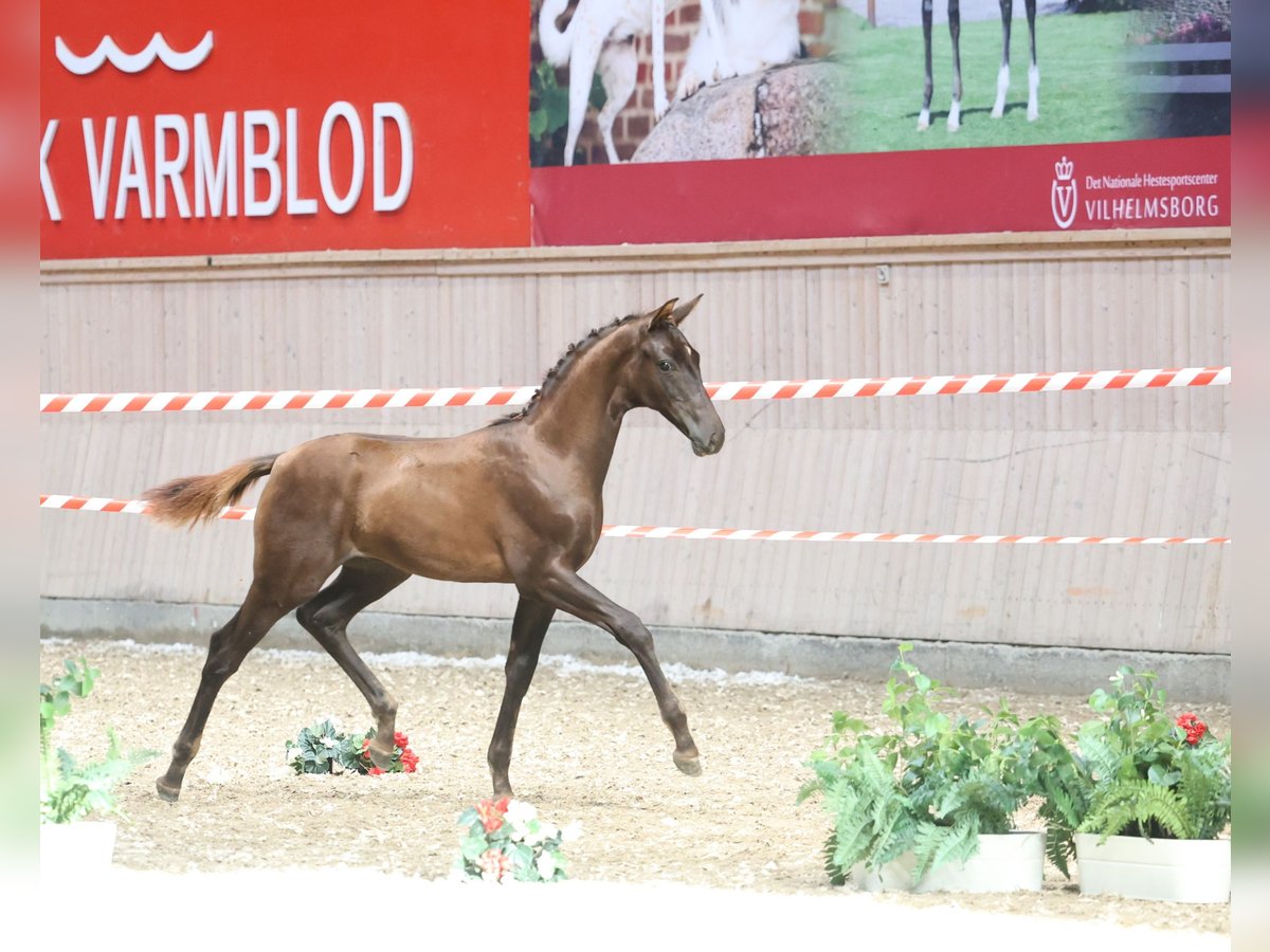 Danish Warmblood Stallion Foal (04/2025) 16,2 hh Chestnut in Roedekro