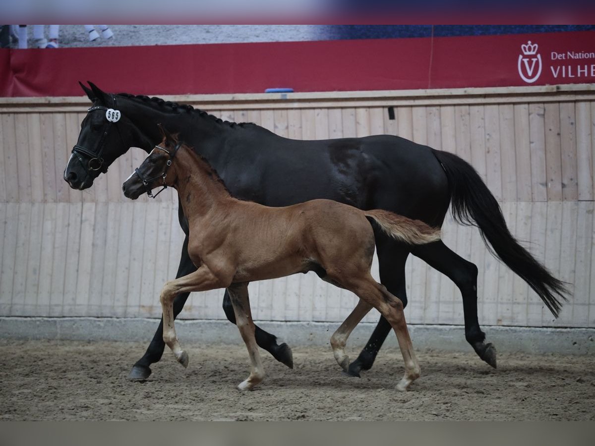Danish Warmblood Stallion Foal (05/2025) 16,3 hh Chestnut in Hadsten