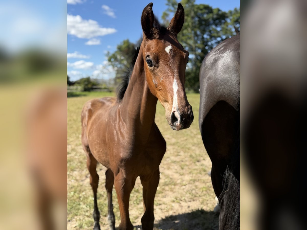 Danish Warmblood Stallion Foal (04/2025) 17 hh Brown in Br&#xE6;dstrup
