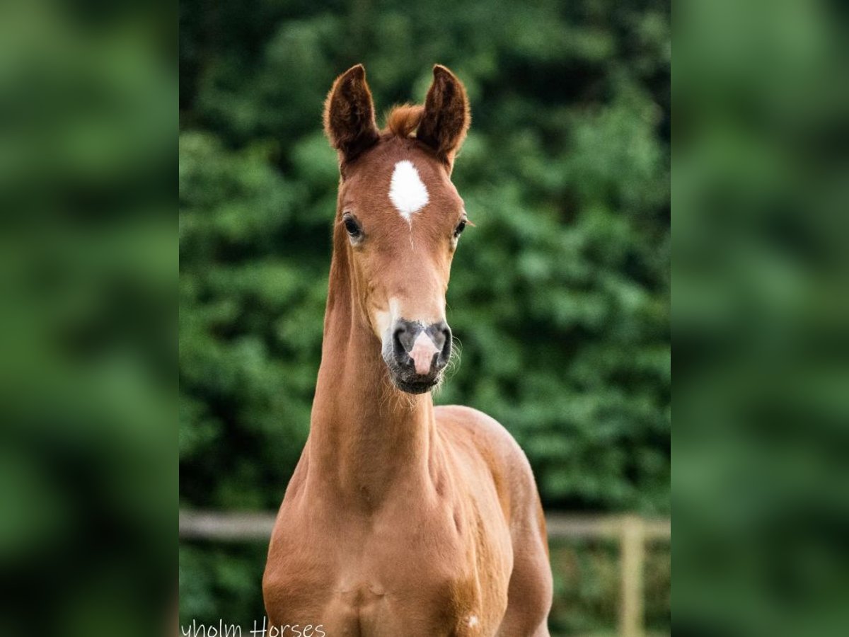 Danish Warmblood Stallion Foal (07/2025) 17 hh Chestnut in Vesthimmerland