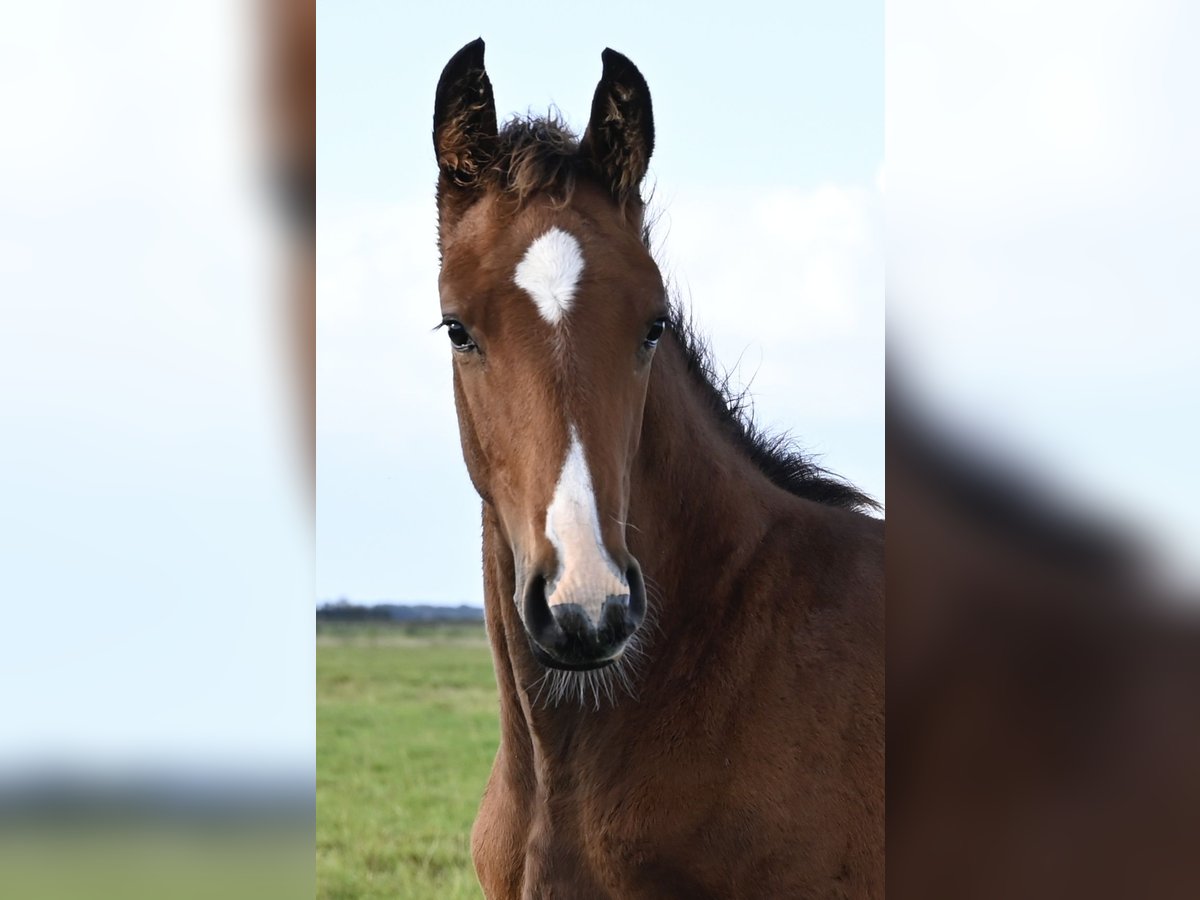 Danish Warmblood Stallion Foal (06/2025) Brown in Bredebro Danish Warmblood Stallion Foal (06/2025) Brown in Bredebro