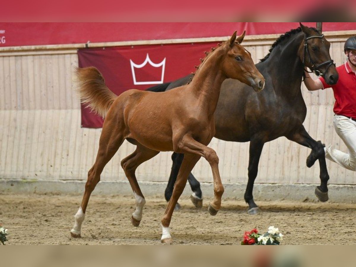 Danish Warmblood Stallion Foal (02/2025) in Glamsbjerg