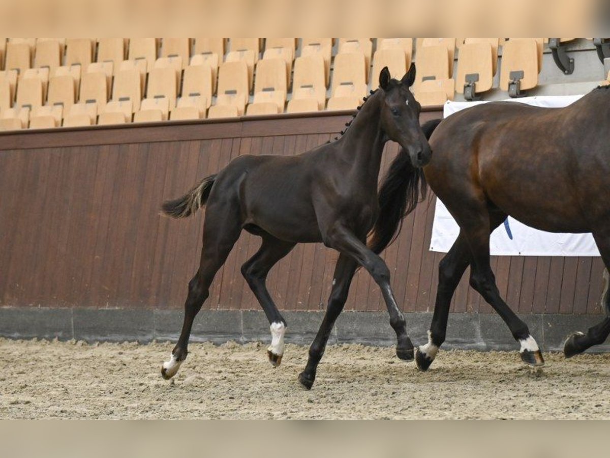Danish Warmblood Stallion Foal (04/2025) in Glamsbjerg