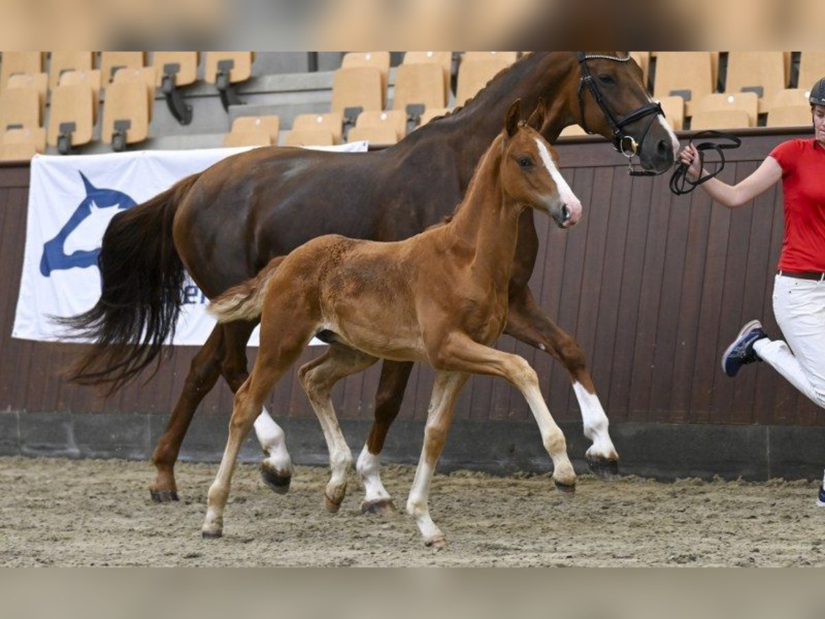 Danish Warmblood Stallion Foal (05/2025) in Glamsbjerg