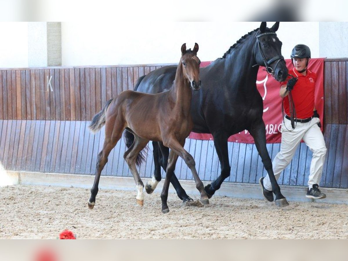 Danish Warmblood Stallion Foal (04/2025) in Glamsbjerg