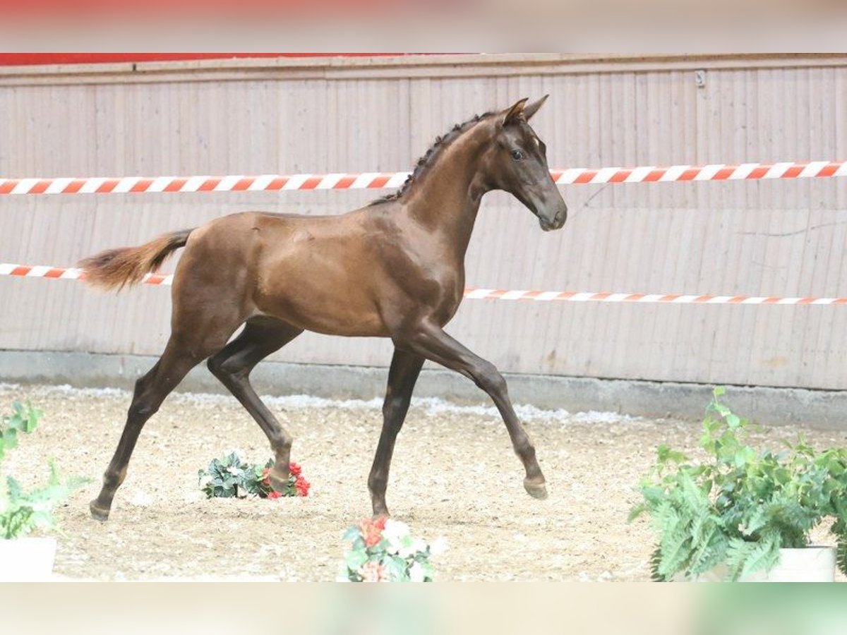 Danish Warmblood Stallion Foal (04/2025) in Glamsbjerg