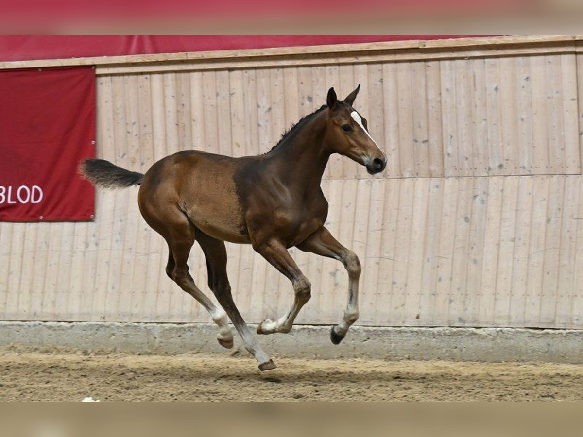 Danish Warmblood Stallion Foal (05/2025) in Glamsbjerg