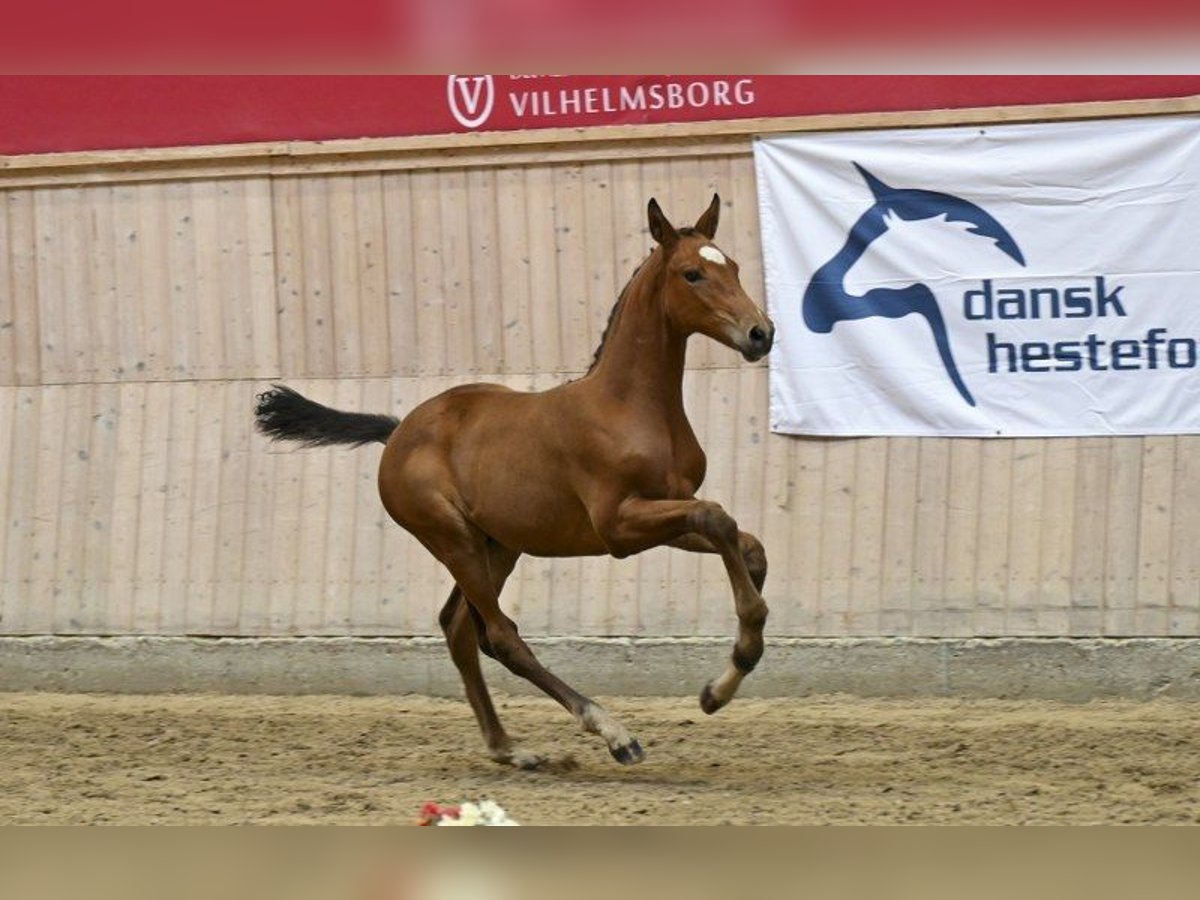 Danish Warmblood Stallion Foal (05/2025) in Glamsbjerg
