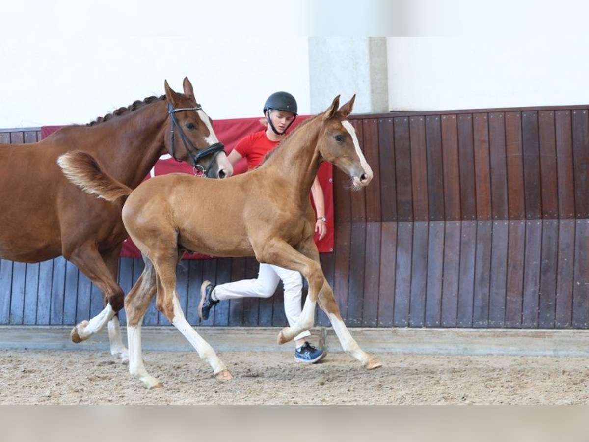 Danish Warmblood Stallion Foal (05/2025) in Glamsbjerg