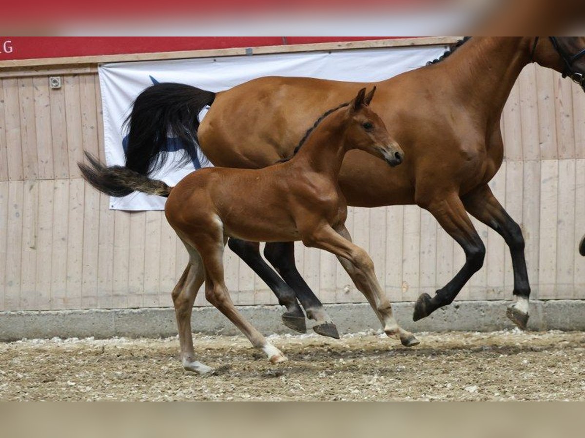 Danish Warmblood Stallion Foal (06/2025) in Glamsbjerg