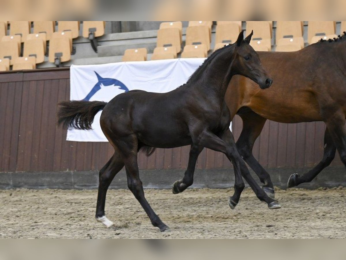 Danois sang-chaud Étalon Poulain (04/2025) in Glamsbjerg