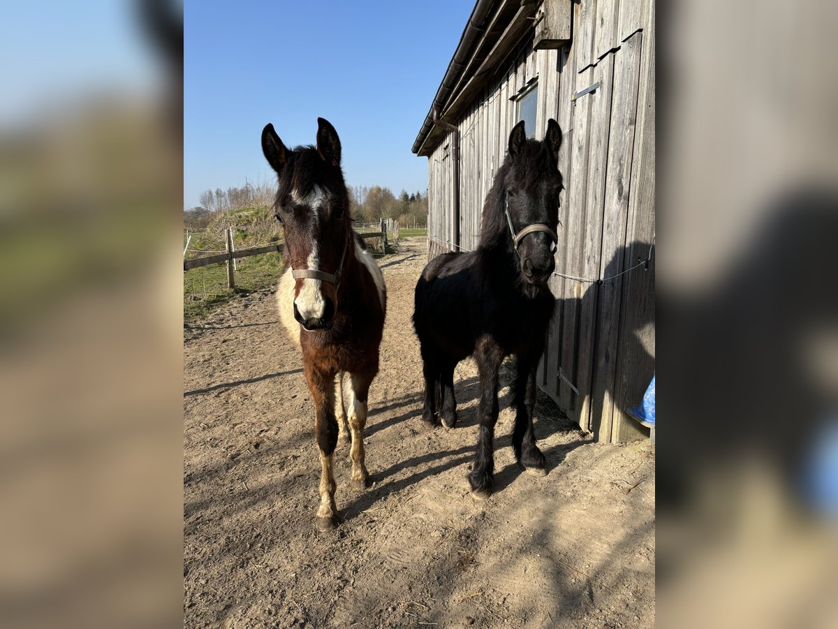 Danois sang-chaud Croisé Hongre 2 Ans Pinto in S&#xFC;derbrarup