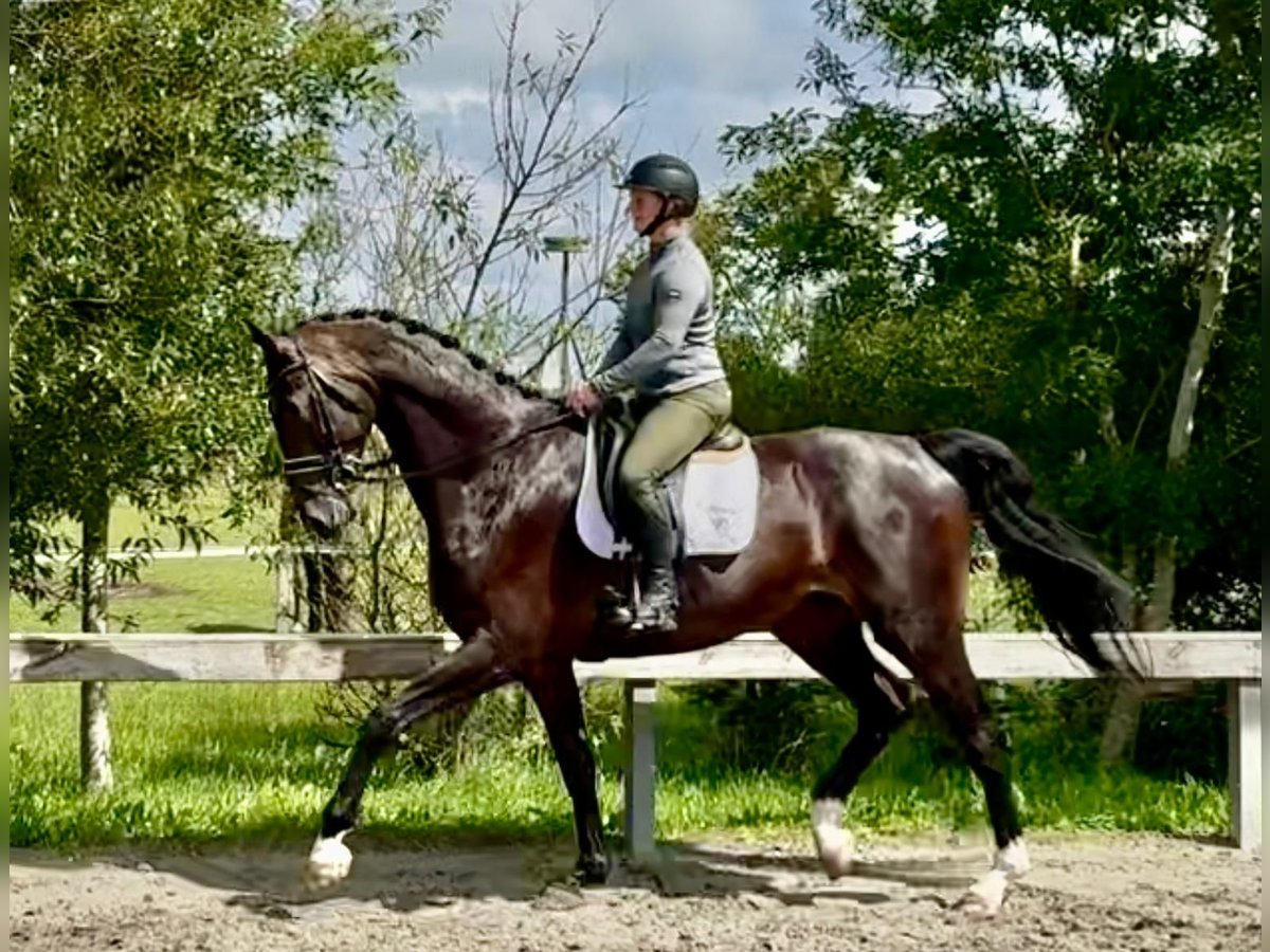 Danois sang-chaud Hongre 5 Ans 184 cm Bai brun in S&#xFC;derl&#xFC;gum