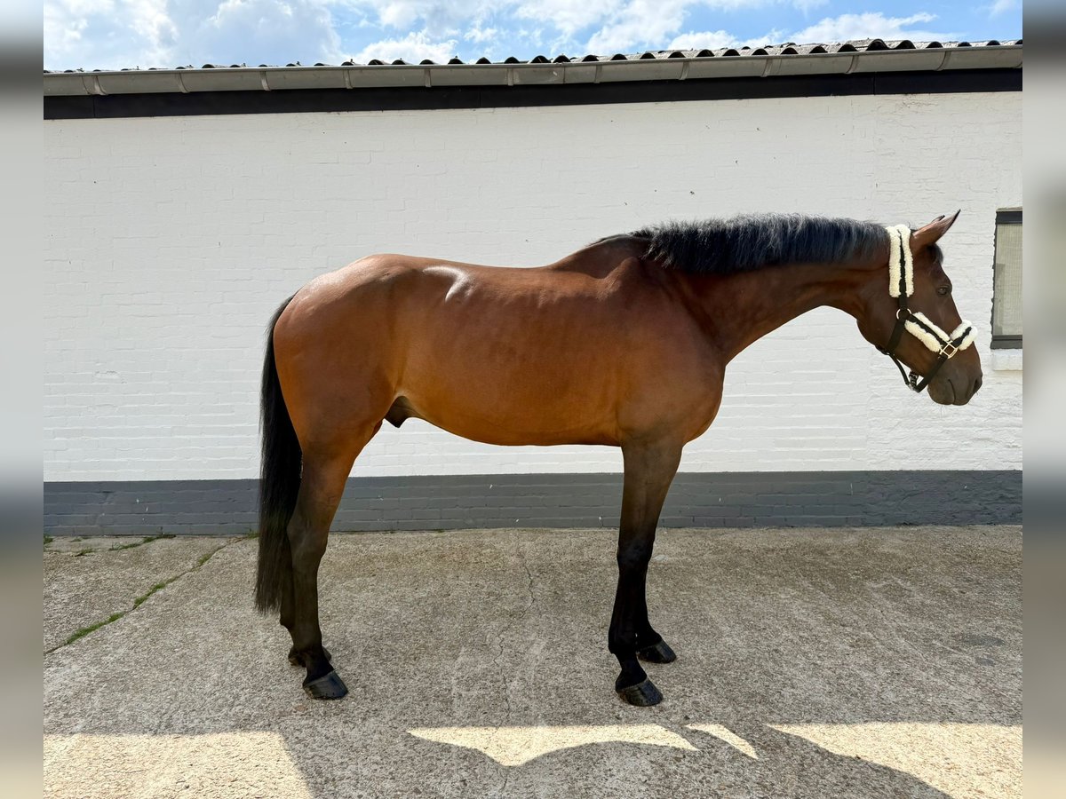 Danois sang-chaud Hongre 8 Ans 167 cm Bai in GROTE-BROGEL