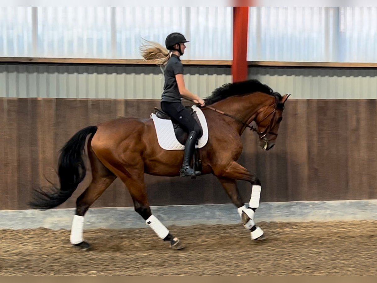 Danois sang-chaud Hongre 8 Ans 172 cm Bai cerise in Nørre Aaby