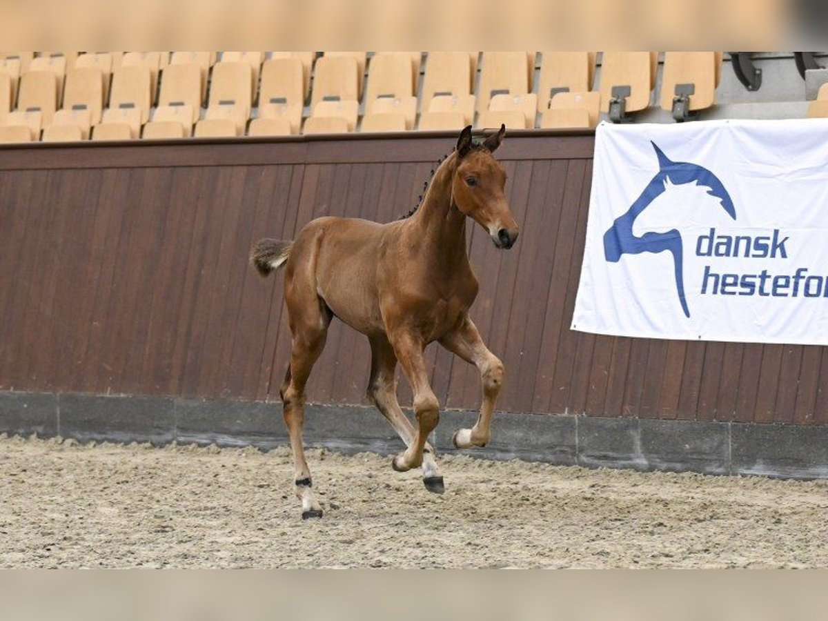 Danois sang-chaud Hongre Poulain (05/2025) in Glamsbjerg