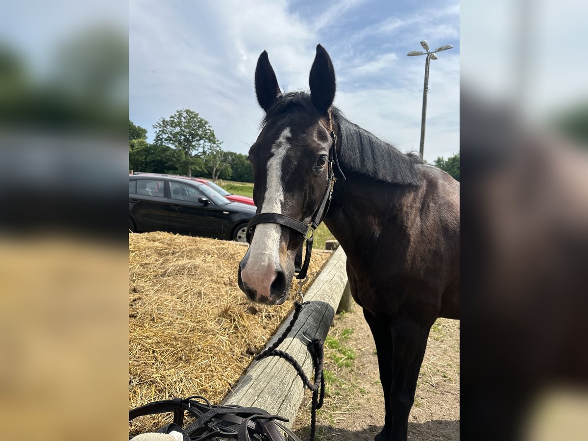 Danois sang-chaud Jument 13 Ans 168 cm Bai brun in Helsingborg