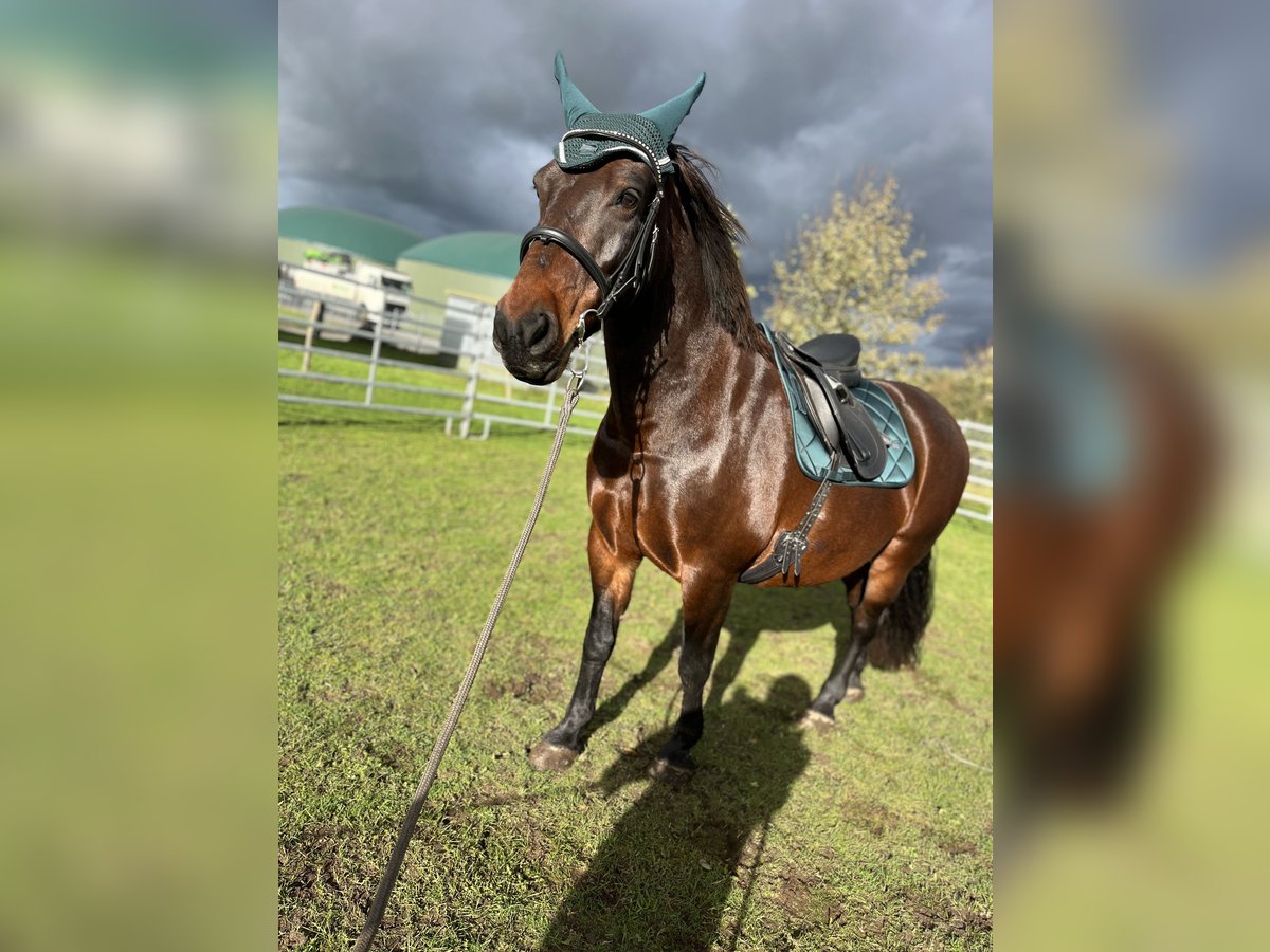 Danois sang-chaud Croisé Jument 16 Ans 153 cm Bai brun in Silberstedt