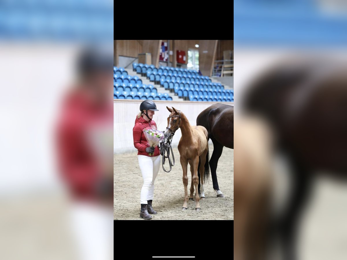 Danois sang-chaud Jument 2 Ans 159 cm Alezan brûlé in Fredericia