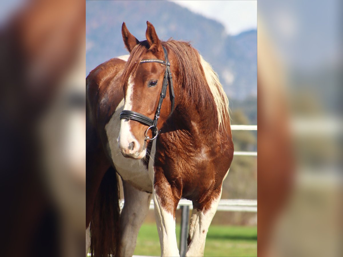 Danois sang-chaud Jument 3 Ans 163 cm Pinto in Kirchbichl