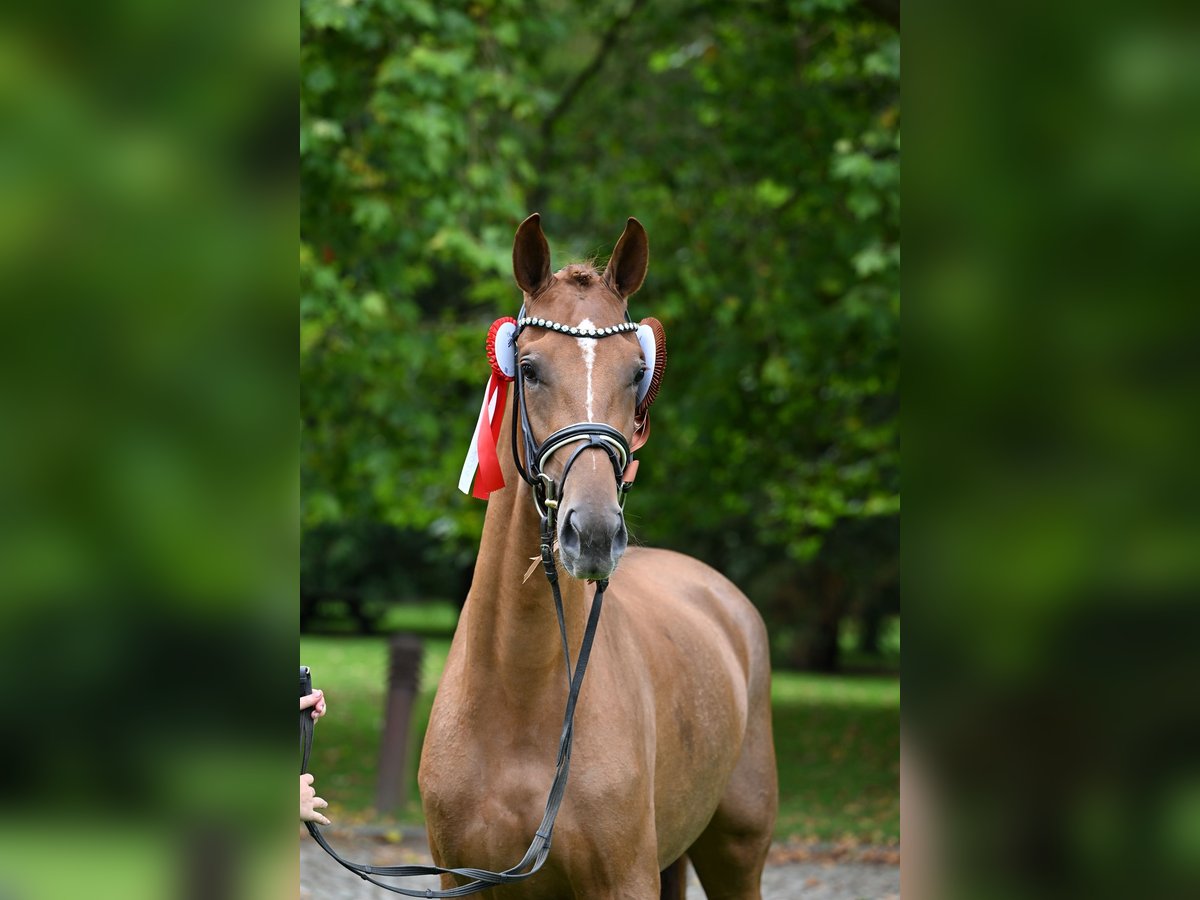 Danois sang-chaud Jument 3 Ans 169 cm Alezan in Aalestrup