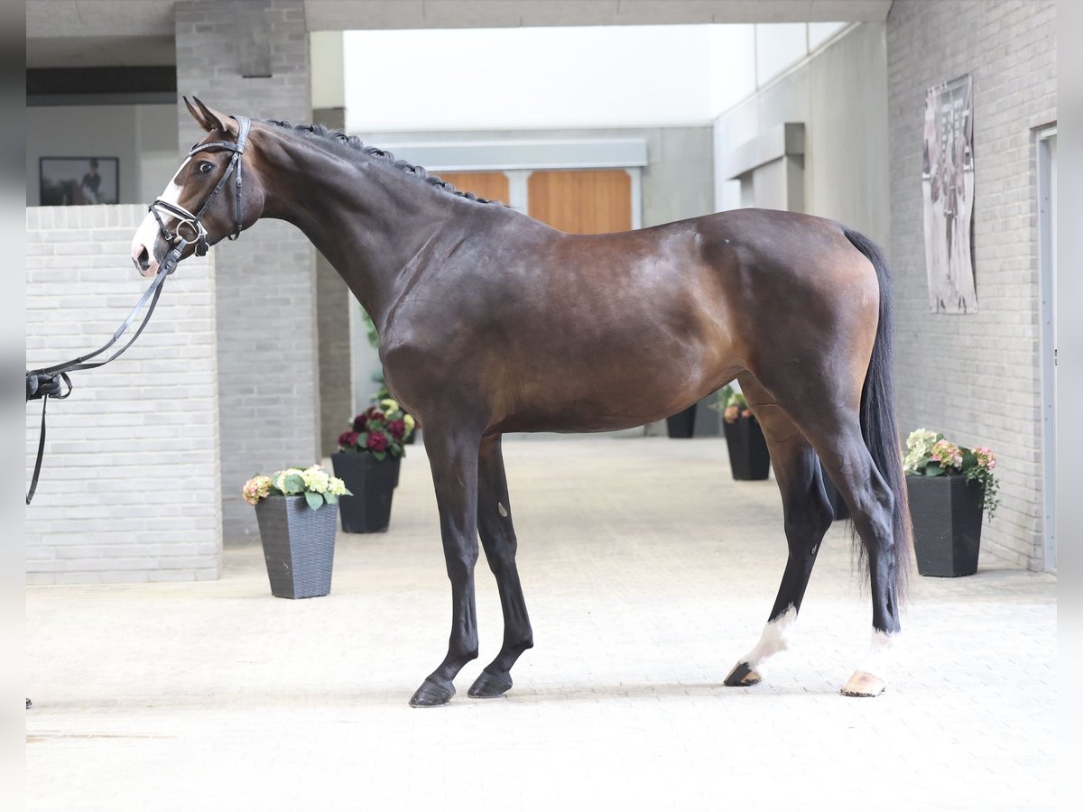 Danois sang-chaud Jument 3 Ans 169 cm Bai in Asperup
