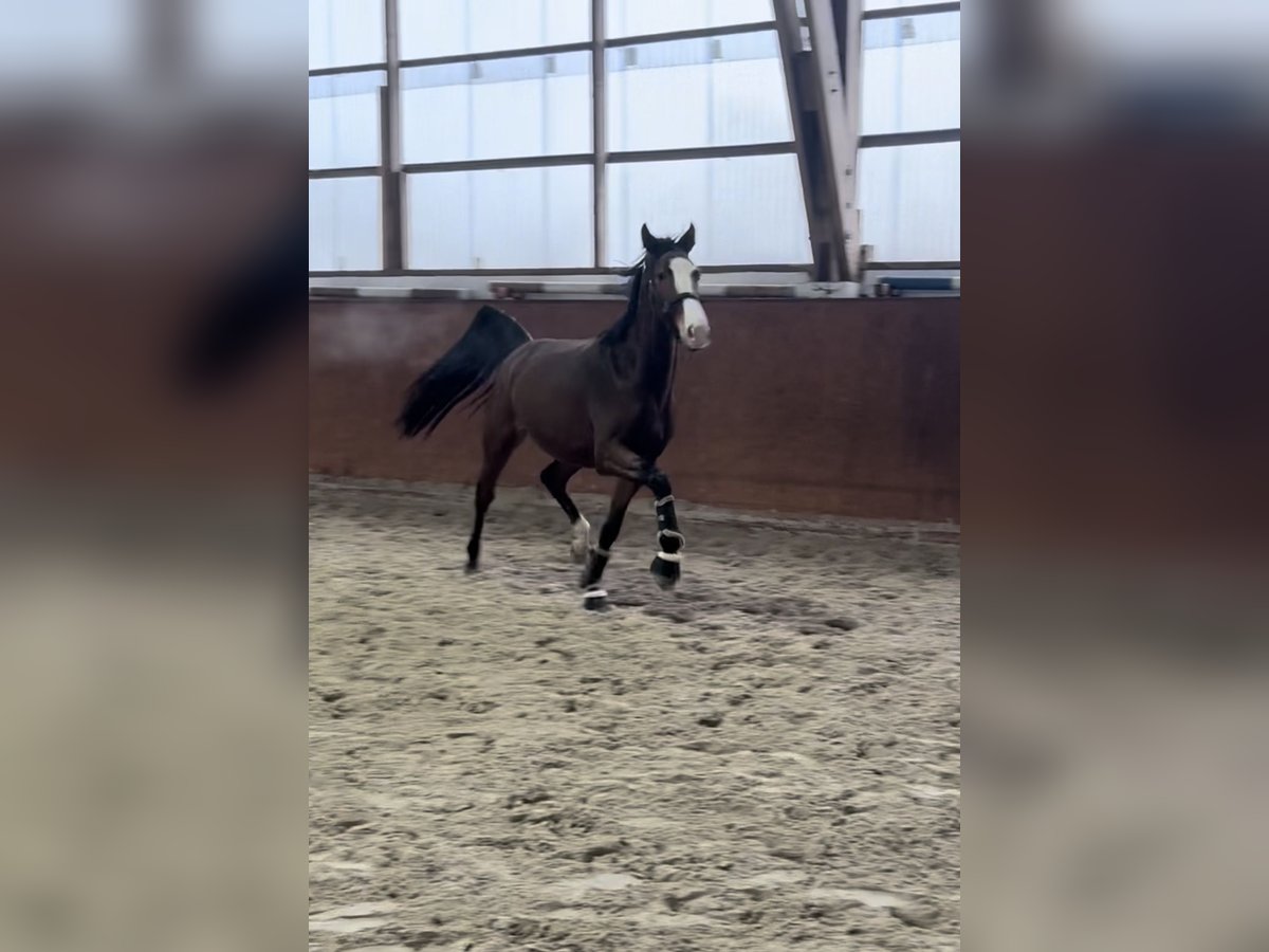 Danois sang-chaud Jument 3 Ans 172 cm Bai in Quickborn