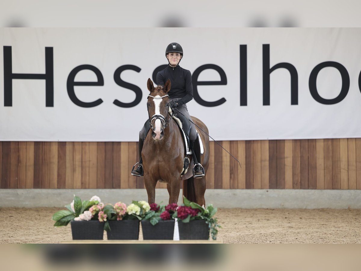 Danois sang-chaud Jument 3 Ans Alezan in Asperup