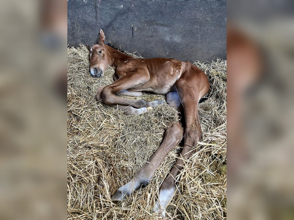 Danskt varmblod Hingst Föl (05/2024) Brun in Bredebro