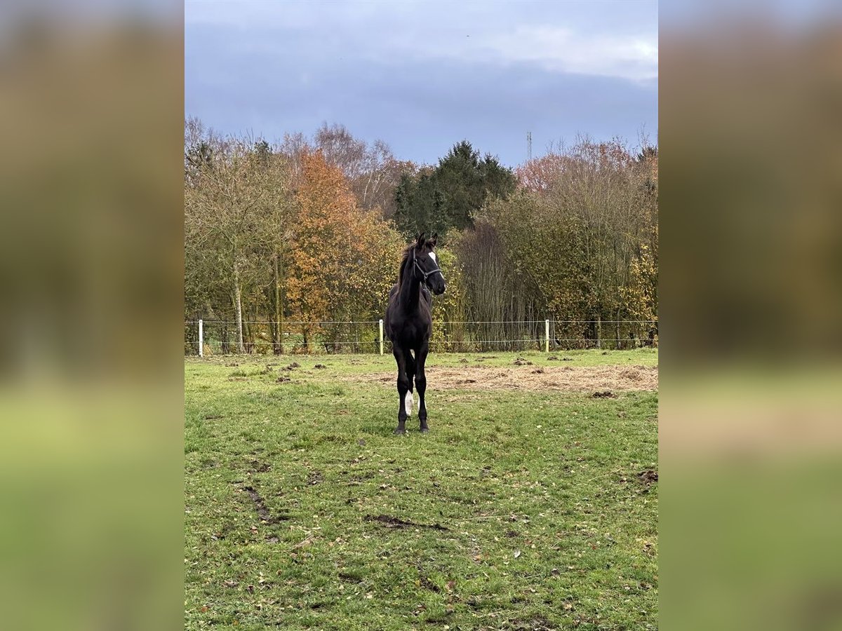 Danskt varmblod Valack 1 år 175 cm Rökfärgad svart in Risskov